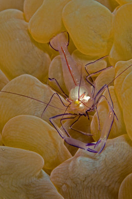 Bubble Coral Shrimp