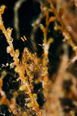 Skeleton Shrimp