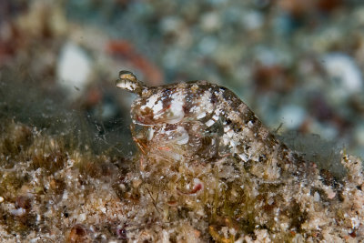 Mantis Shrimp (Haptosquilla stoliura)