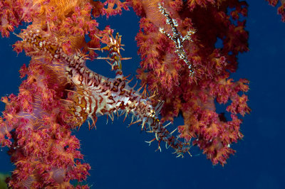 Ornate Ghost Pipefish