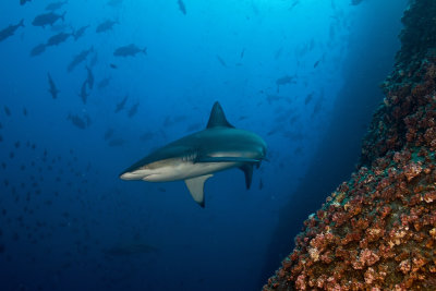 Galapagos Shark