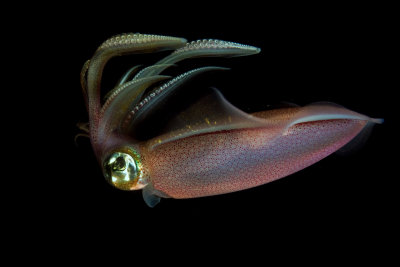 Reef Squid