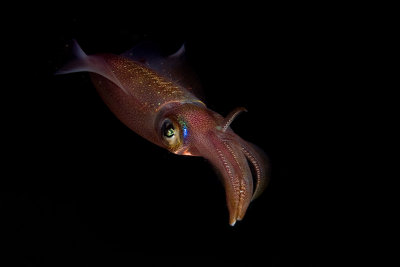 Reef Squid