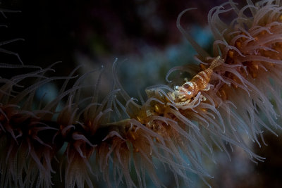 Wire Coral Shrimp