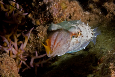 Cuttlefish and prey