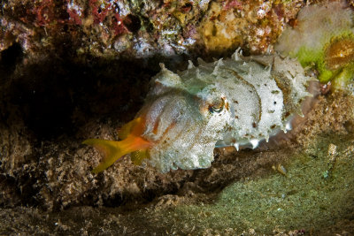 Cuttlefish and prey