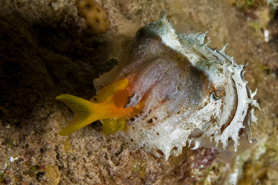 Cuttlefish and prey