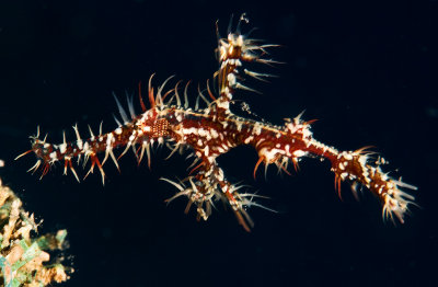 Ornate Ghost Pipefish