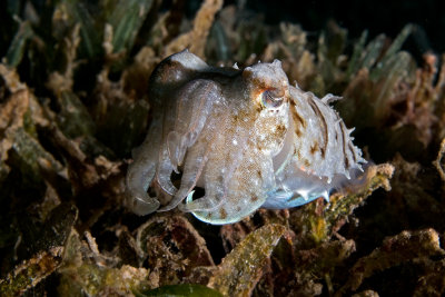 Cuttlefish