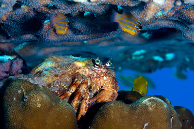 Anemone carrier hermit crab