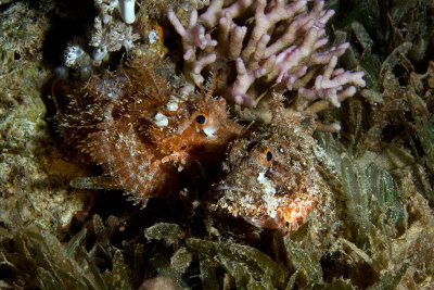 Scorpion fish