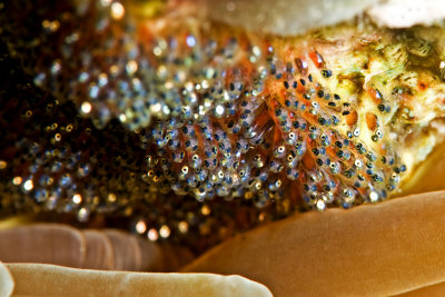 Anemone fish eggs