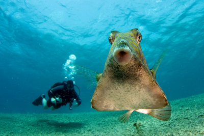 Trunkfish and Diver