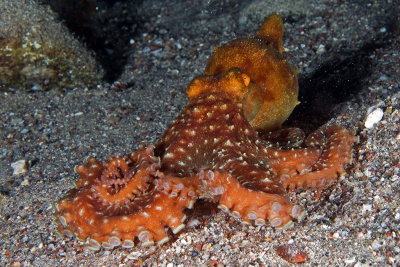 Long Armed Octopus