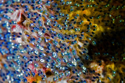 Anemone fish eggs