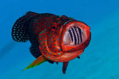 Coral Grouper