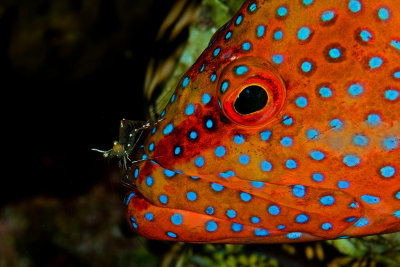 Coral Grouper in a cleaning station