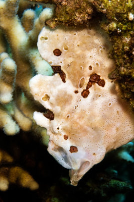 White Frogfish