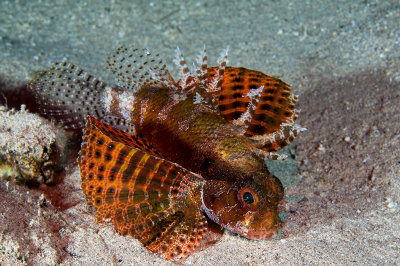 Shortfin Turkeyfish 