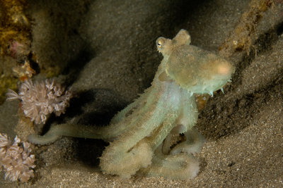 Unrecognized Octopus