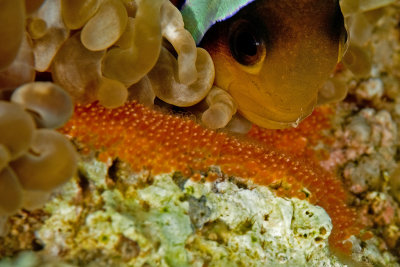 Anemone Fish and Eggs