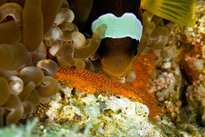 Anemone Fish and Eggs