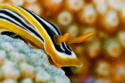 Chromodoris Tricolor