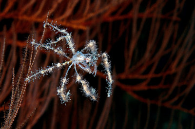 Spider Crab