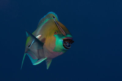 Parrot Fish in a cleaning station