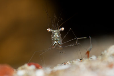 Shrimp
