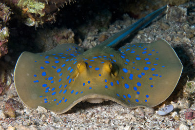 Blue Spotted Stingray