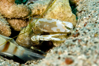 Snapping Shrimp