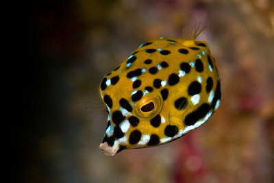 Dice fish