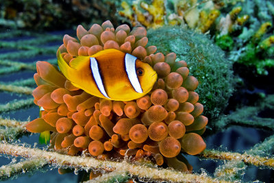 Red Sea Clownfish (Amphiprion bicinctus)