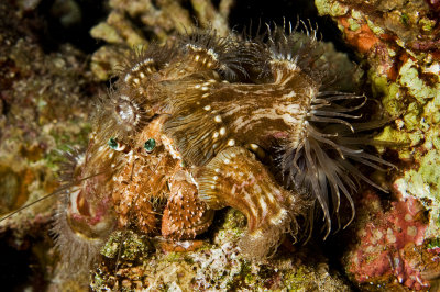 Anemone Carrier Hemit Crab