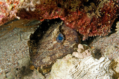 Toadfish