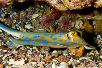 Blue Spotted Stingray