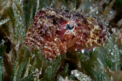 Cuttlefish