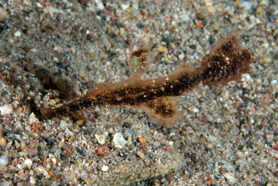 Robust Ghostpipefish (Solenostomus cyanopterus) 