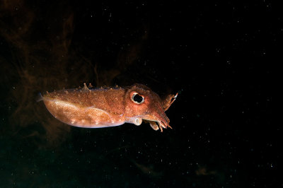 Cuttlefish