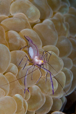 Bubble Coral Shrimp