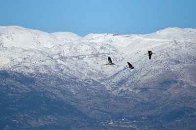 Cranes with Mount Hermon