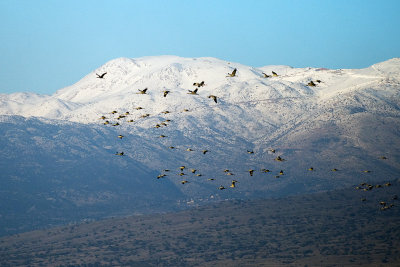Cranes with Mount Hermon