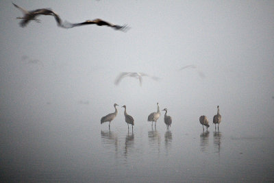 Morning mists in Hula lake