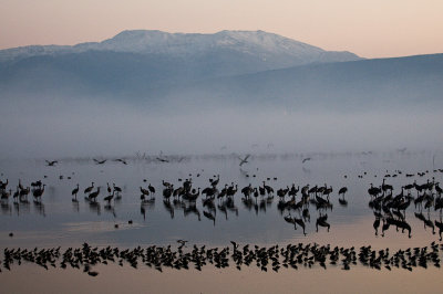 Cranes at Hula lake