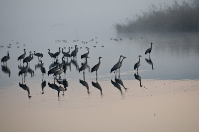 Cranes at Hula lake