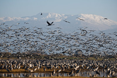 Cranes