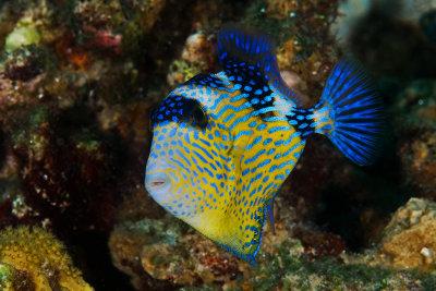 Bluelined Triggerfish