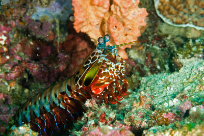 Peacock mantis shrimp 