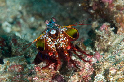 Peacock mantis shrimp 